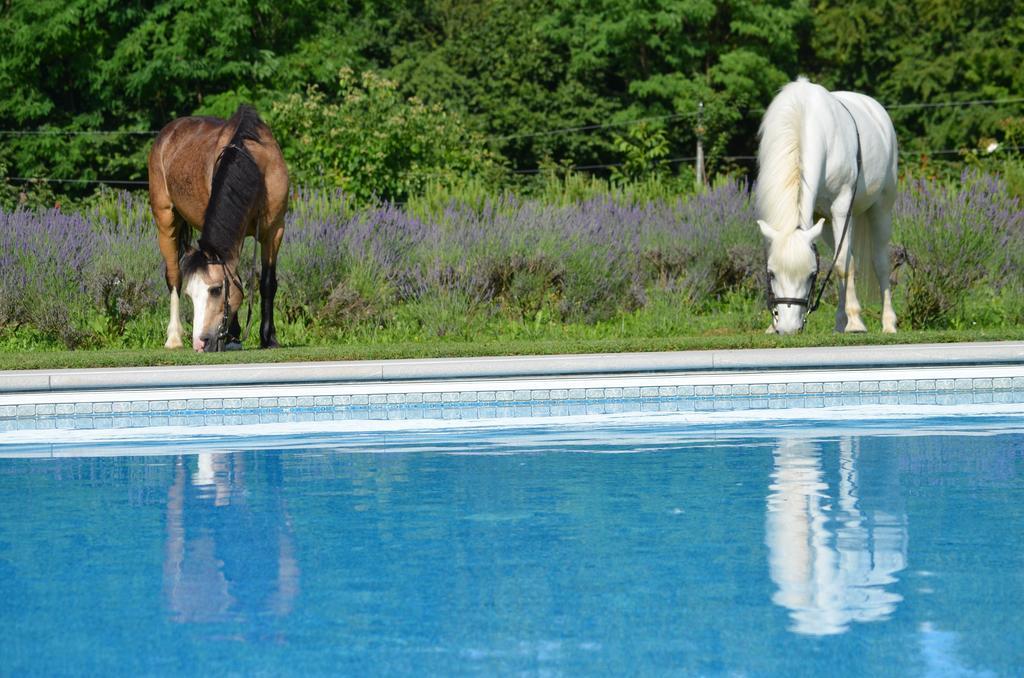 Agriturismo Domus Magna Povoletto Dış mekan fotoğraf