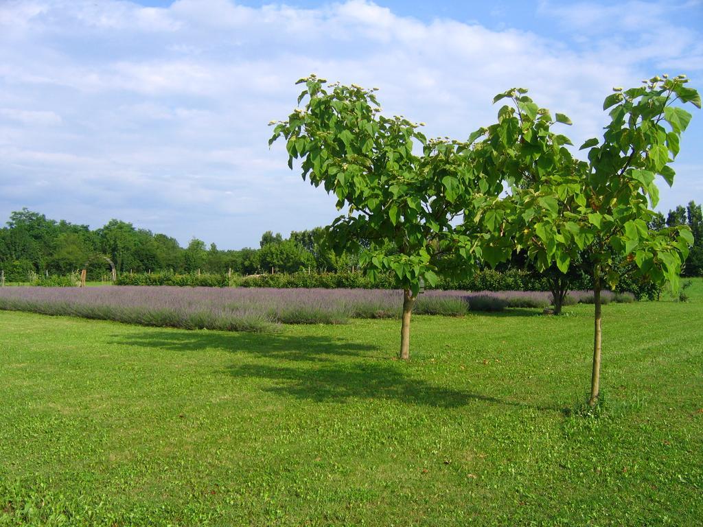Agriturismo Domus Magna Povoletto Dış mekan fotoğraf